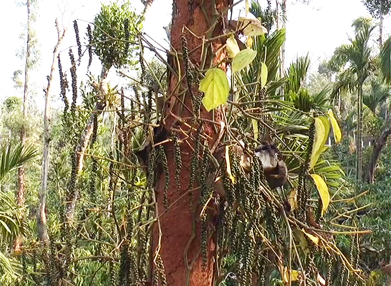 ಬೆಳೆಗಾರರ ಗಾಯದ ಮೇಲೆ ಬರೆ ಎಳೆದ ಬರ